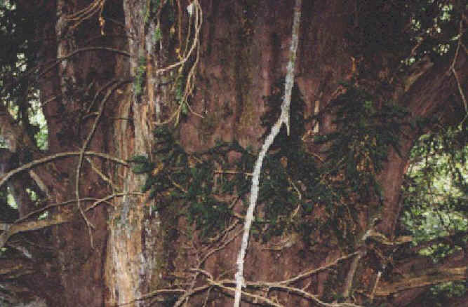 detalle del tronco de El Tejo